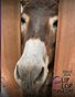 August 2026 Clip Clop Magazine - Vol.16#3