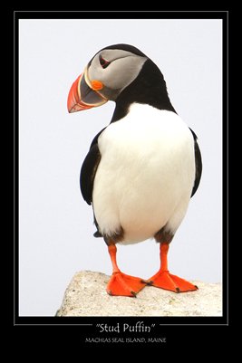 Stud Puffin Poster