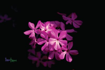 Pink is my favorite color.