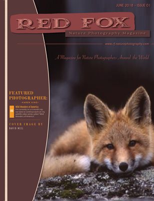 Issue 01: Winter 2017 - Red Fox Nature Photography Magzine