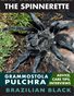 The Spinnerette Issue 14: Grammostola Pulchra