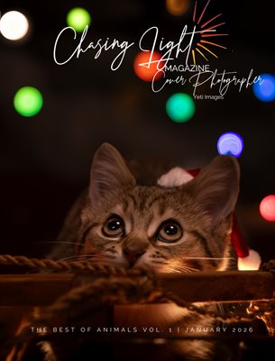 Chasing Light | The Best of Animals Vol 3 | January 2026