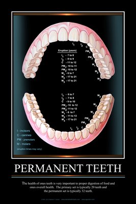"PERMANENT TEETH" - (black) Dental Wall Chart DWC303