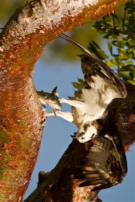 Osprey with Dinner