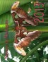 Calendar - Nature Scenes - 2013