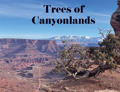 Canyonland Trees