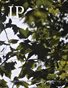 In Parentheses Literary Magazine (Volume 10, Issue 4) Summer 2026