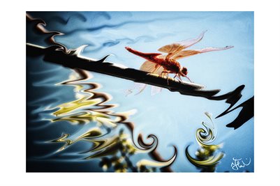 Neon-Red Skimmer Dragonfly