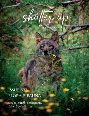 Publication preview