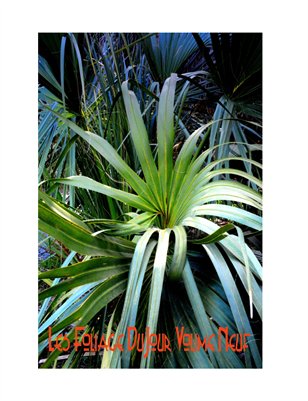 Les Foliage DuJour Vol Neuf