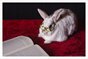 Rabbit Reading Room Special Edition