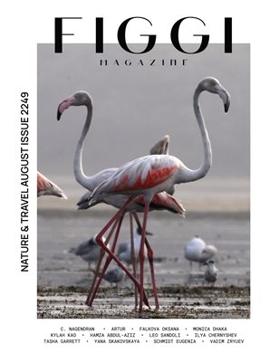 FIGGI MAGAZINE - NATURE & TRAVEL AUGUST (Vol 2249)