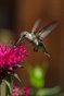 Anotherhummingbird
