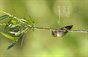 "Hummingbirds One" 2027 Hummingbird Calendar 11 x 17