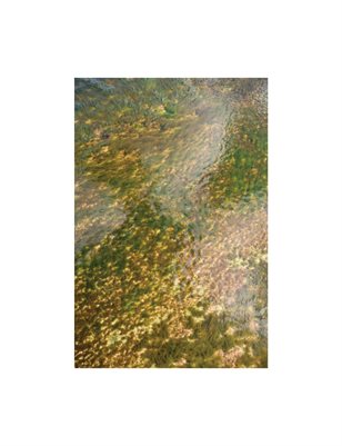 Suite for Green Turtles