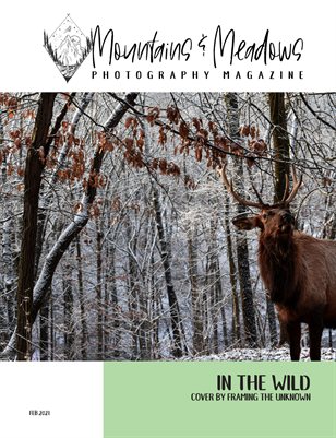 Into The Wild + February 2021