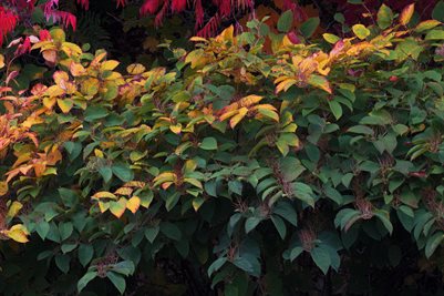 POSTER #31,1. Part 03/04  (36x24 print kit) 