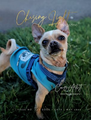 Chasing Light | Issue 73 | Dogs+Cats