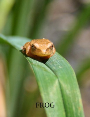 FROG card