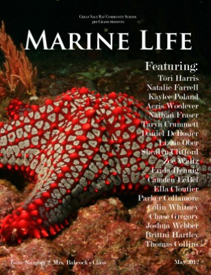 Mrs. Babcock's Marine Life 2012