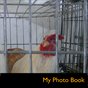 My Photo Book