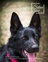 Issue 24 Pet Portraits