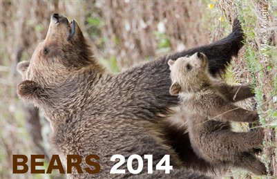 2014 Bears Calendar
