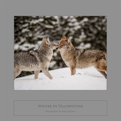 Winter In Yellowstone