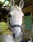May 2013 - Pony Pals Magazine - Vol2#12