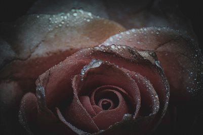 Whispers of the Rain
