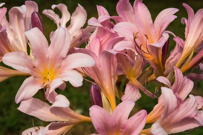 Surprise Lilies