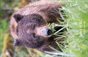 Bears of BC 2026 Calendar