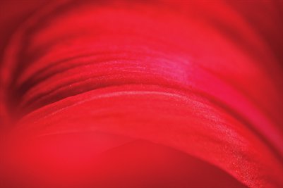 Red Amaryllis Macro Print