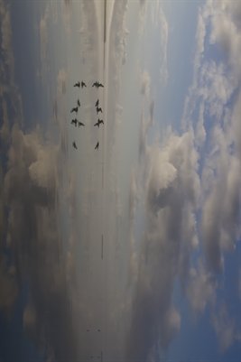 Morning Flight Florida Bay 2