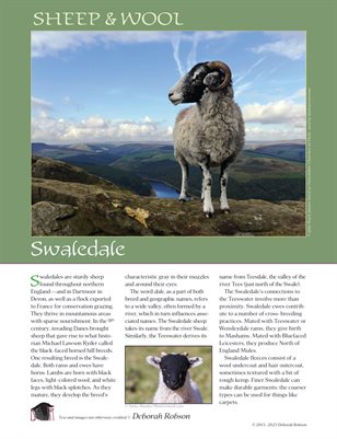 Sheep & Wool Mini Poster: Swaledale