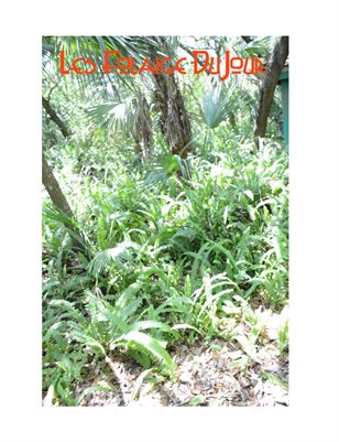 Les Foliage DuJour Six