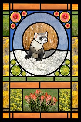 Black-footed Ferret poster