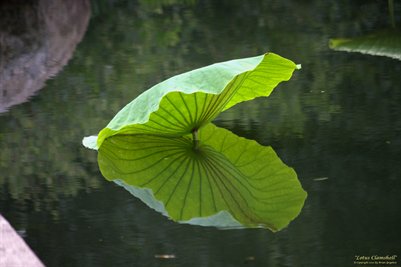 Lotus Clamshell Fine Art Poster