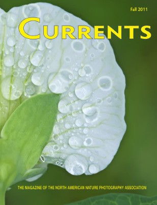 Publication preview