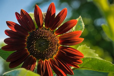 Red Sunflower 2