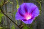 Morning Glory