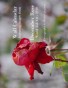 December Rose 2012 Wall Calendar