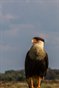 Solo Caracara