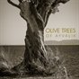Olive Trees of Ayvalik