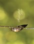 "Hummingbirds Two" 2027 Hummingbird Calendar 8x10