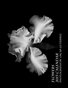 Black & White Flowers 2013 Calendar