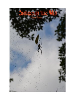 Spiders in the Wild Issue Three