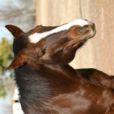 2014 Horse Calendar