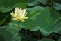 Water Lily