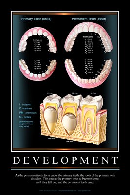 "DEVELOPMENT" - (black) Dental Wall Chart DWC201